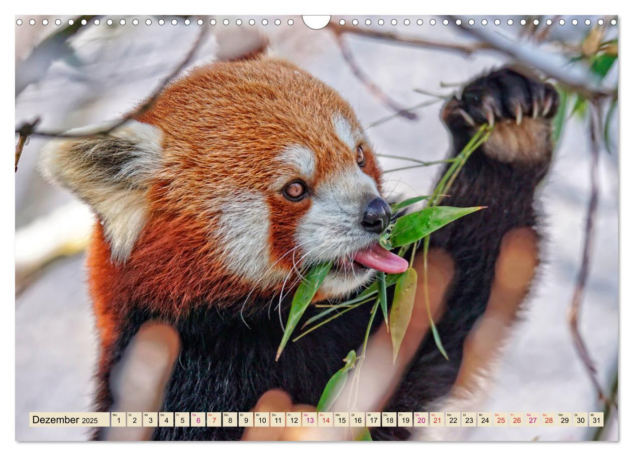 Bild: 9783435436965 | Kleiner Panda (Wandkalender 2025 DIN A3 quer), CALVENDO Monatskalender