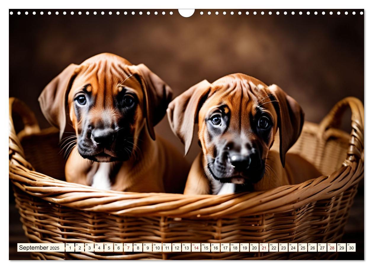 Bild: 9783457146064 | Rhodesian Ridgeback - Athlet mit Rückenkamm (Wandkalender 2025 DIN...