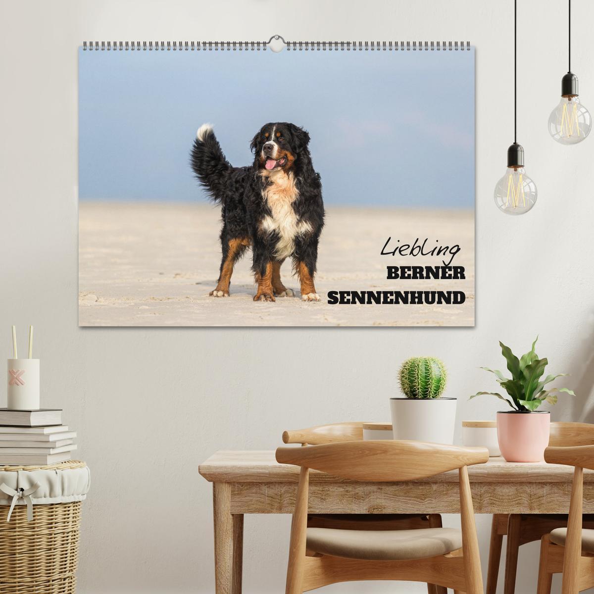 Bild: 9783435659012 | Liebling BERNER SENNENHUND (Wandkalender 2025 DIN A2 quer),...