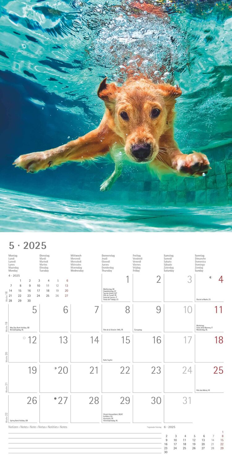 Bild: 4251732340810 | Funny Dogs 2025 - Broschürenkalender 30x30 cm (30x60 geöffnet) -...