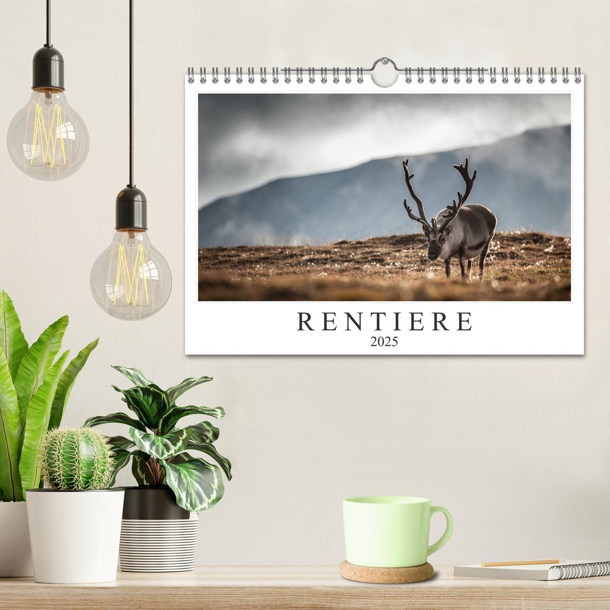 Bild: 9783435306992 | Rentiere (Wandkalender 2025 DIN A4 quer), CALVENDO Monatskalender