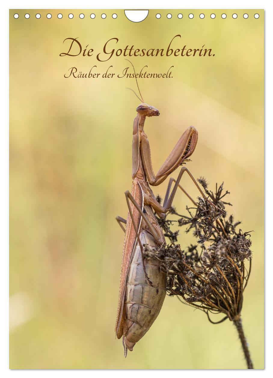 Cover: 9783435984558 | Die Gottesanbeterin. Räuber der Insektenwelt. (Wandkalender 2025...