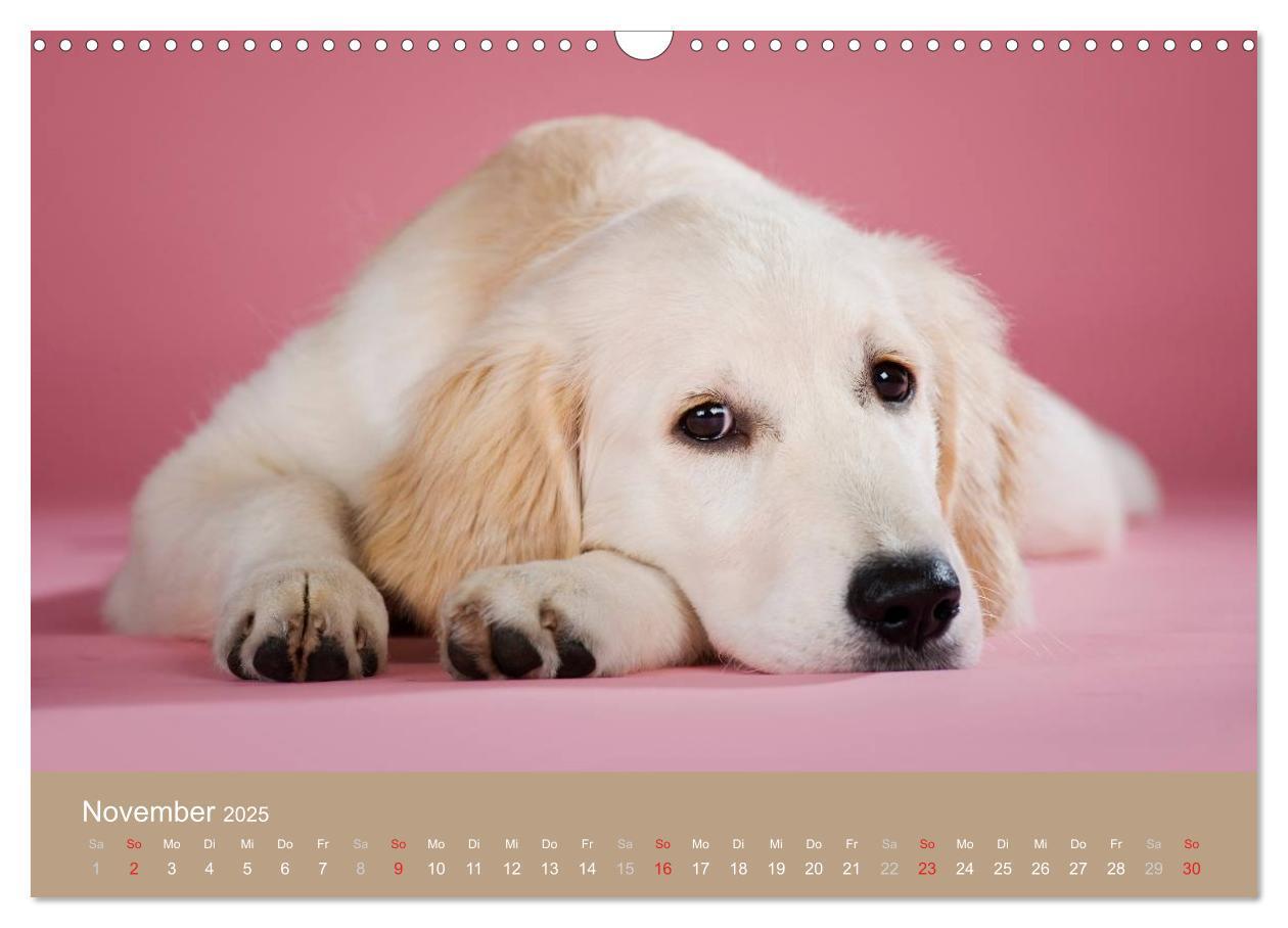 Bild: 9783435743827 | Golden Retriever (Wandkalender 2025 DIN A3 quer), CALVENDO...