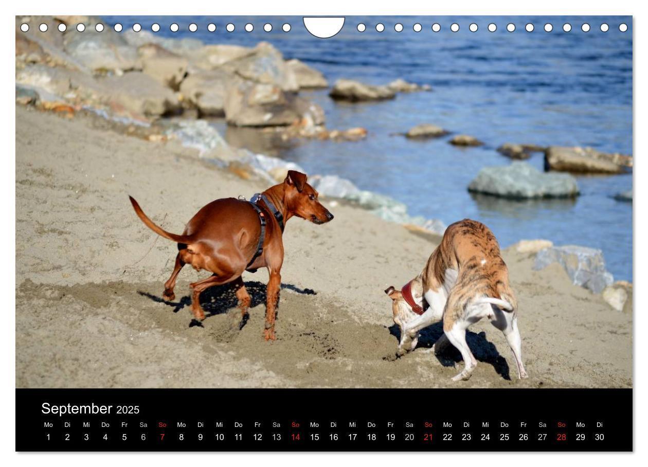 Bild: 9783435643738 | Deutscher Pinscher (Wandkalender 2025 DIN A4 quer), CALVENDO...