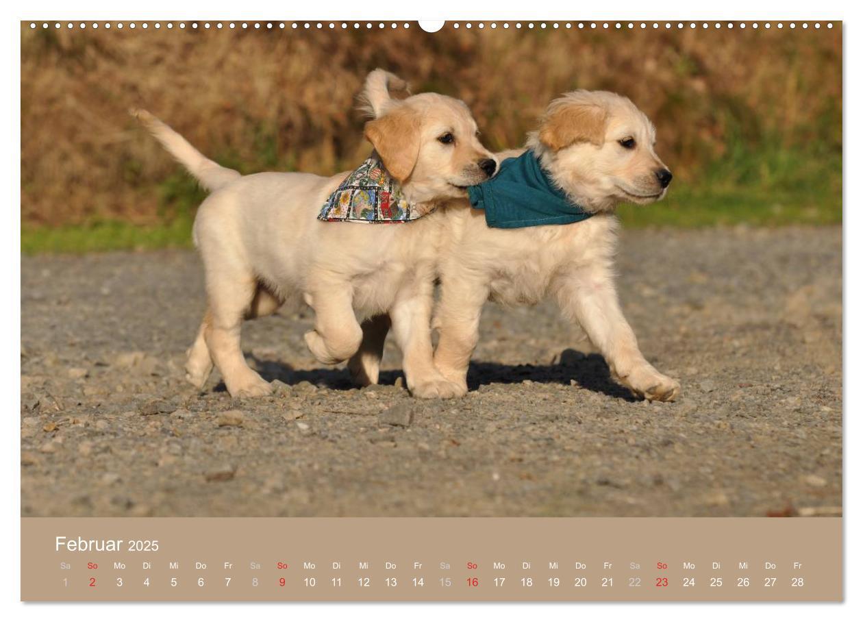 Bild: 9783435723942 | Golden Retriever (hochwertiger Premium Wandkalender 2025 DIN A2...