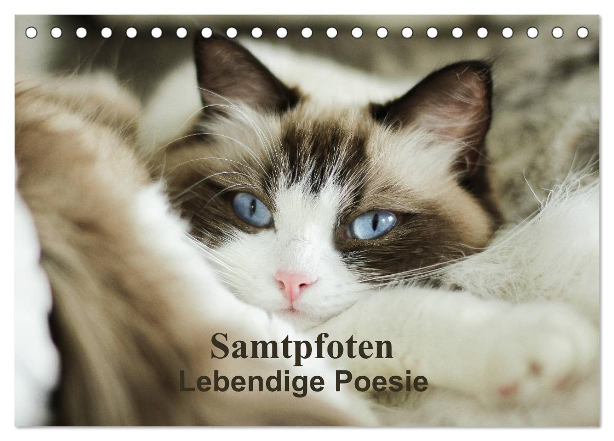 Cover: 9783435342914 | Samtpfoten Lebendige Poesie (Tischkalender 2025 DIN A5 quer),...