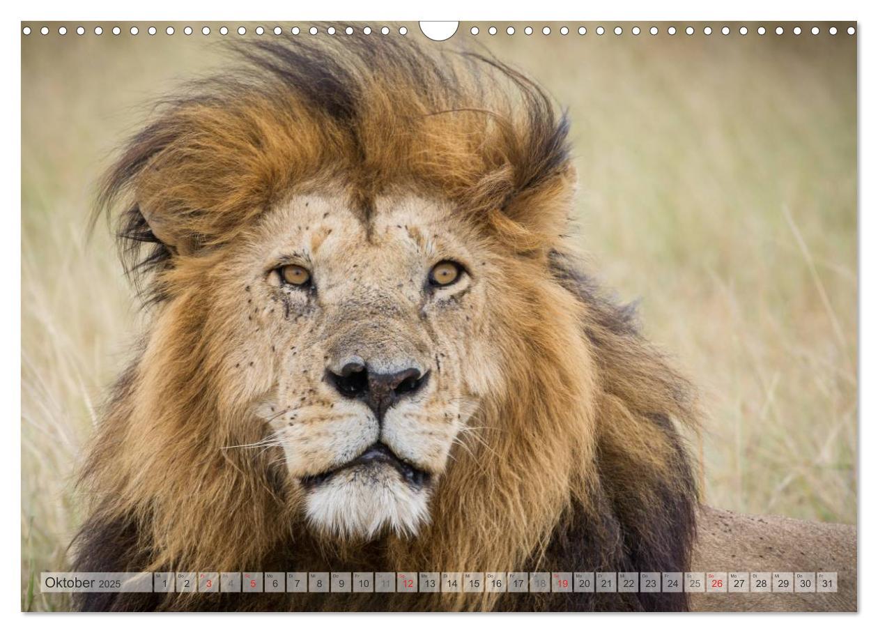 Bild: 9783435740161 | Emotionale Momente: Afrikas Big Five (Wandkalender 2025 DIN A3...