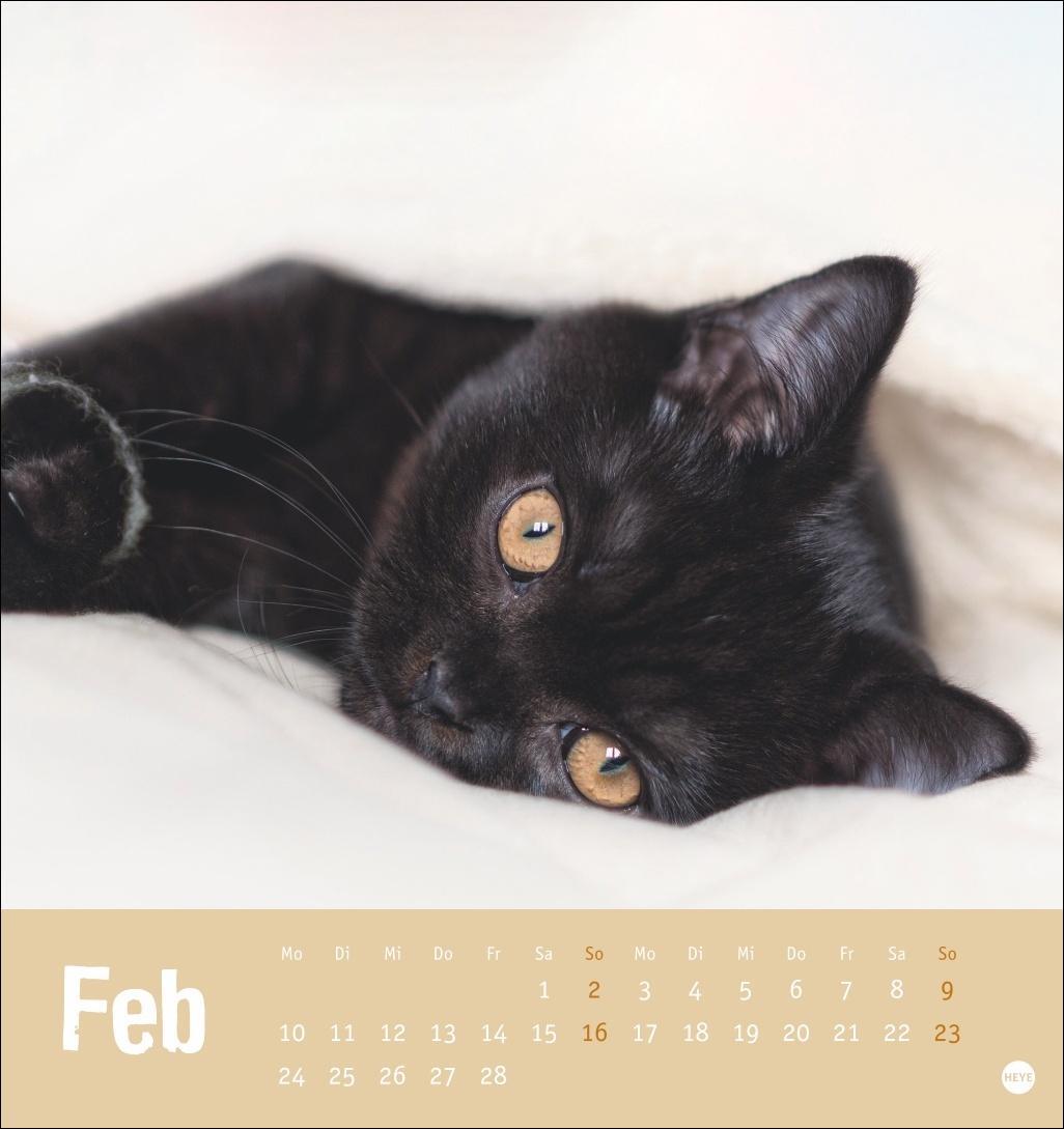 Bild: 9783756407088 | Tierisch entspannte Katzen Postkartenkalender 2025 | Heye | Kalender