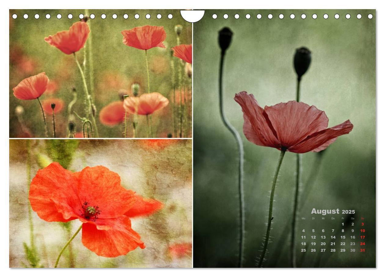 Bild: 9783435612406 | Blumenreise 2025 (Wandkalender 2025 DIN A4 quer), CALVENDO...