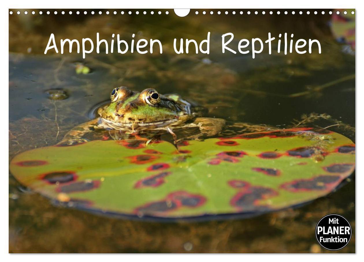 Cover: 9783435542659 | Amphibien und Reptilien (Wandkalender 2025 DIN A3 quer), CALVENDO...