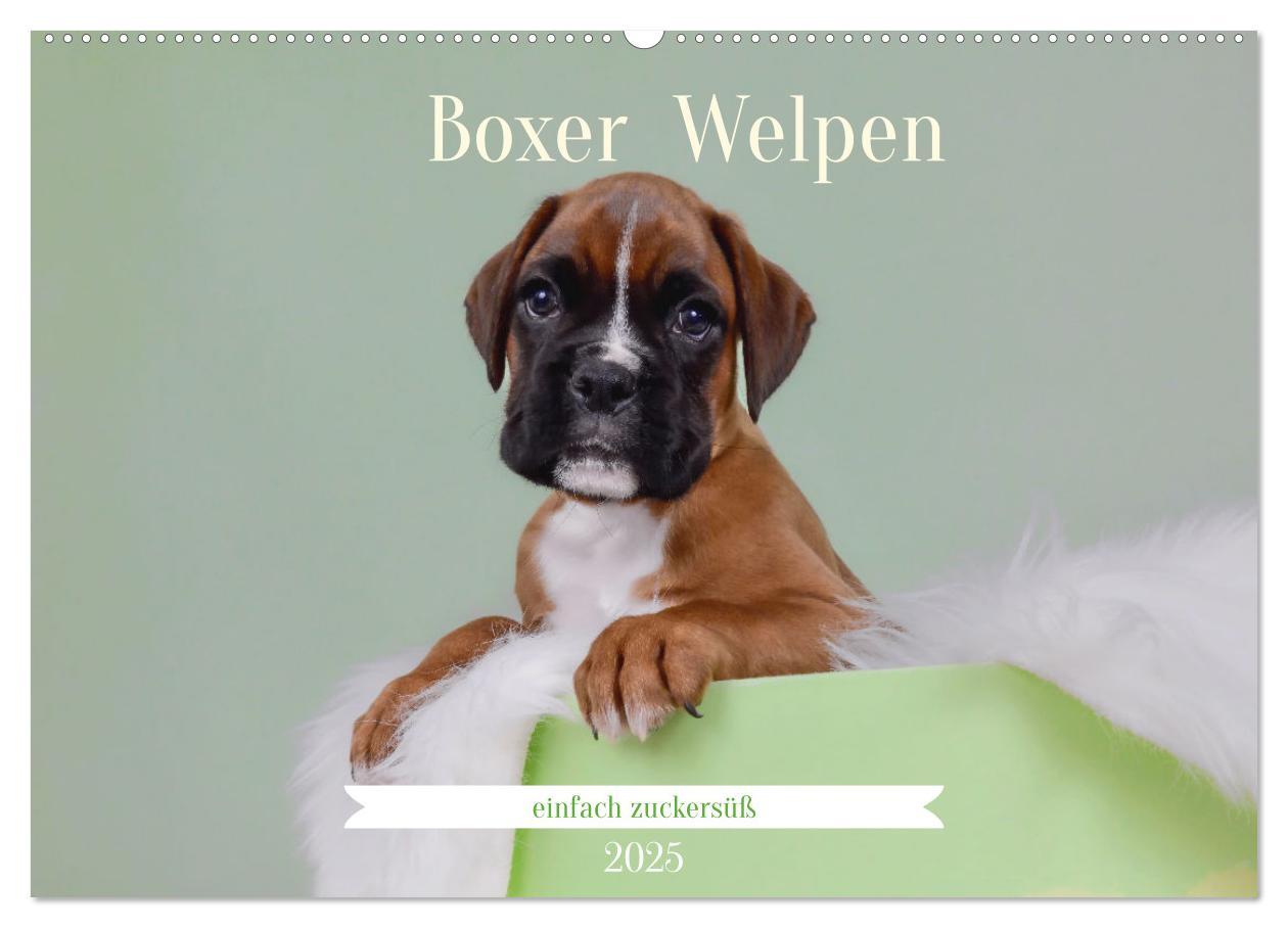 Cover: 9783457226179 | Boxer Welpen einfach zuckersüß (Wandkalender 2025 DIN A2 quer),...