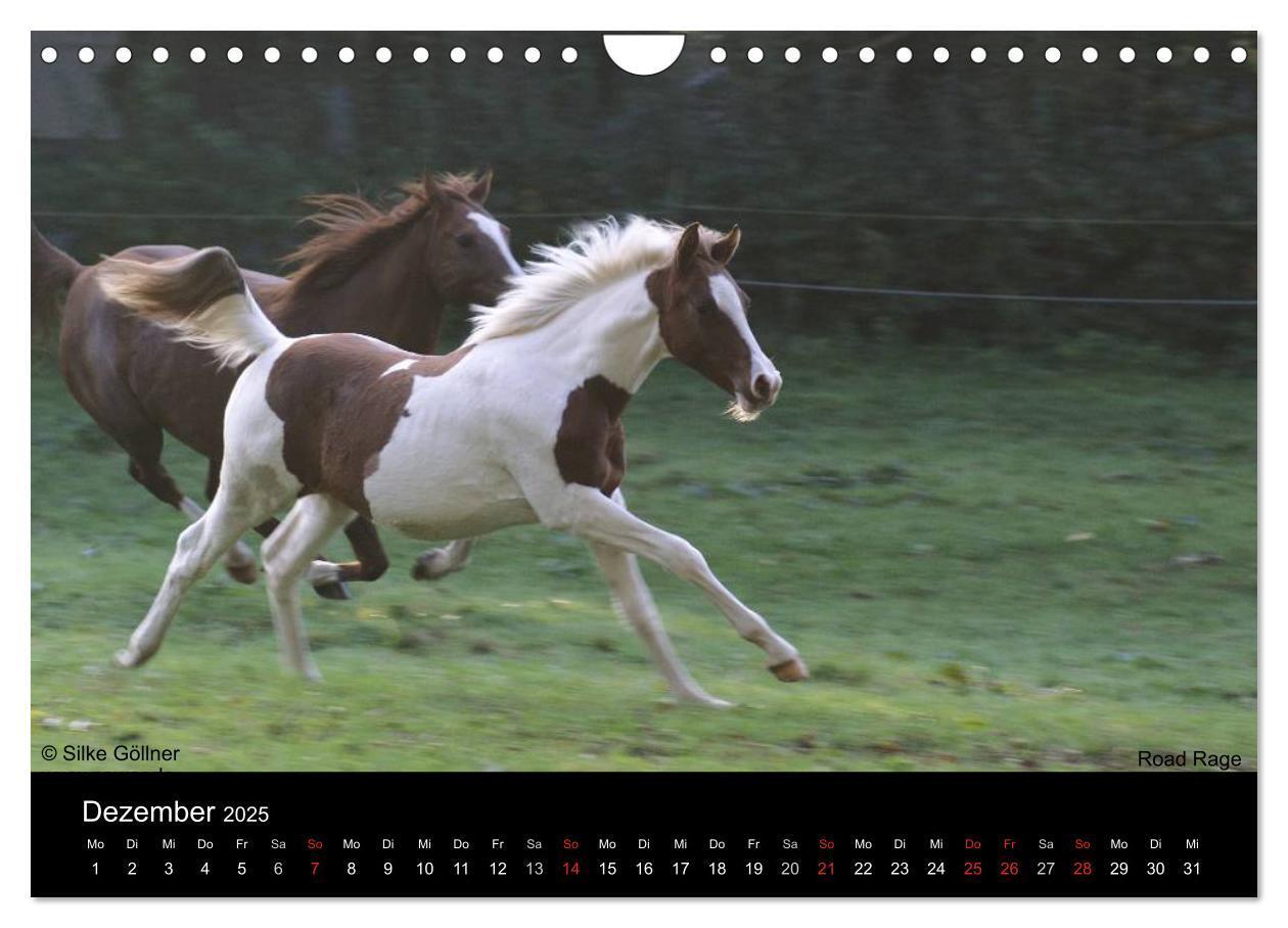 Bild: 9783435804535 | Arabische Fohlen 2025 (Wandkalender 2025 DIN A4 quer), CALVENDO...