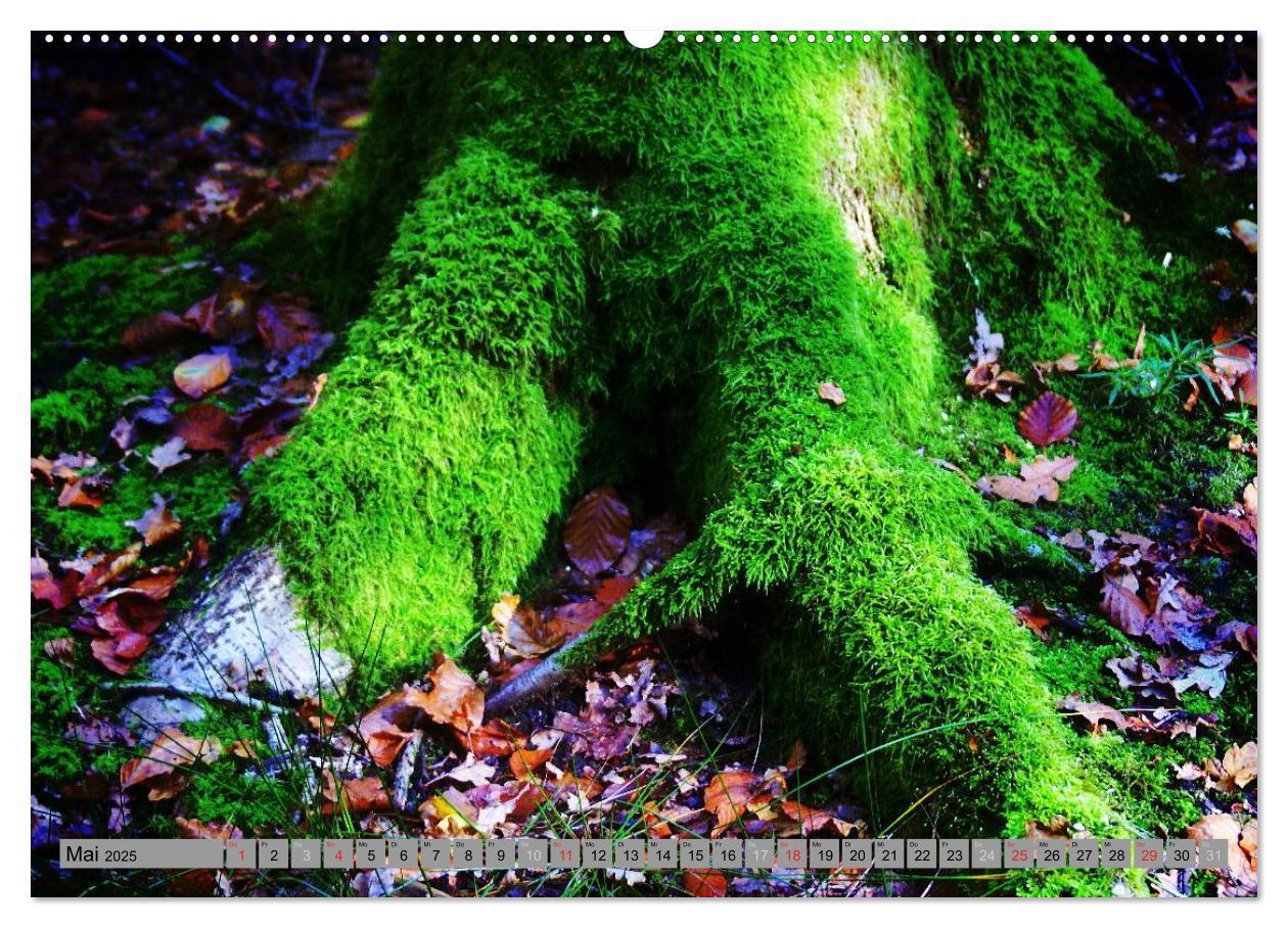 Bild: 9783435520138 | Spaziergang durch den Zauberwald (Wandkalender 2025 DIN A2 quer),...