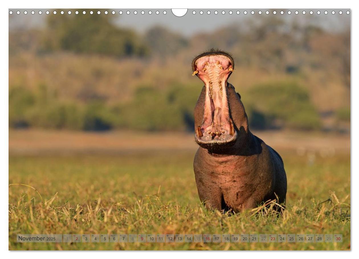 Bild: 9783435764785 | Flusspferde Magie des Augenblicks - Hippos in Afrika (Wandkalender...