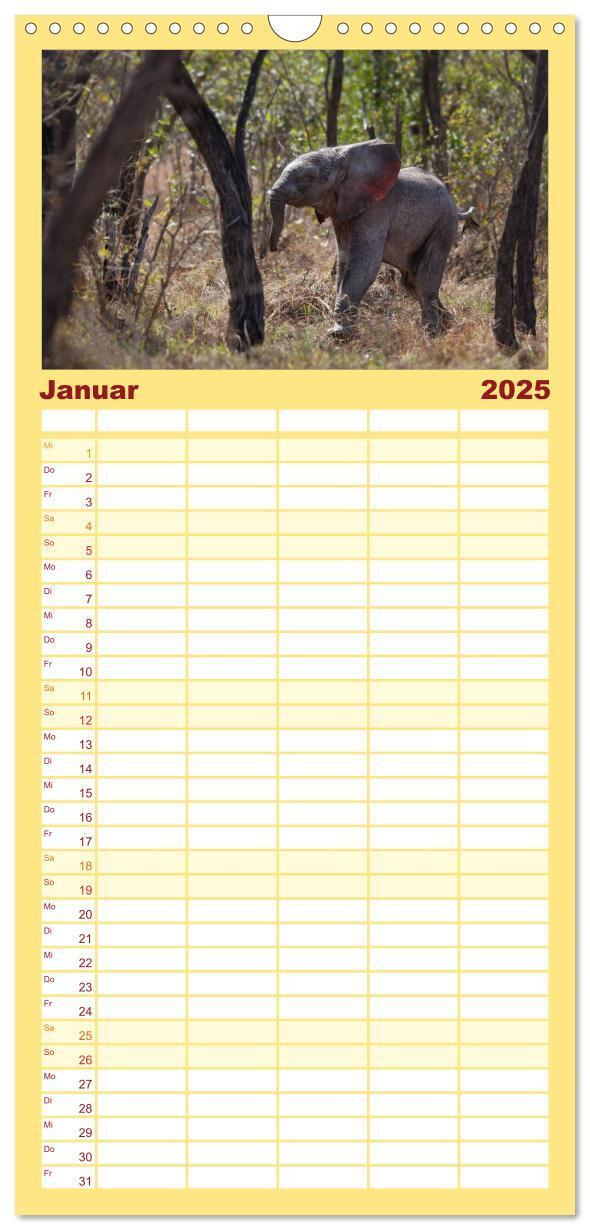 Bild: 9783457115589 | Familienplaner 2025 - Tierbabys 2025 mit 5 Spalten (Wandkalender,...