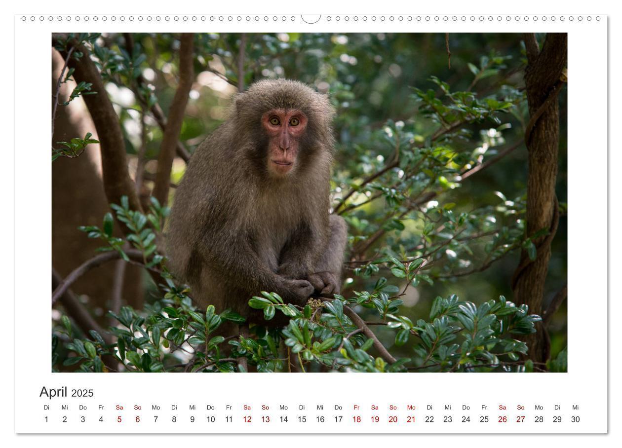 Bild: 9783435344338 | Yakushima - Japans Weltnaturerbe (Wandkalender 2025 DIN A2 quer),...