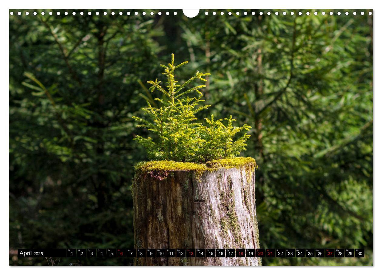 Bild: 9783435241507 | Arnsberger Wald (Wandkalender 2025 DIN A3 quer), CALVENDO...