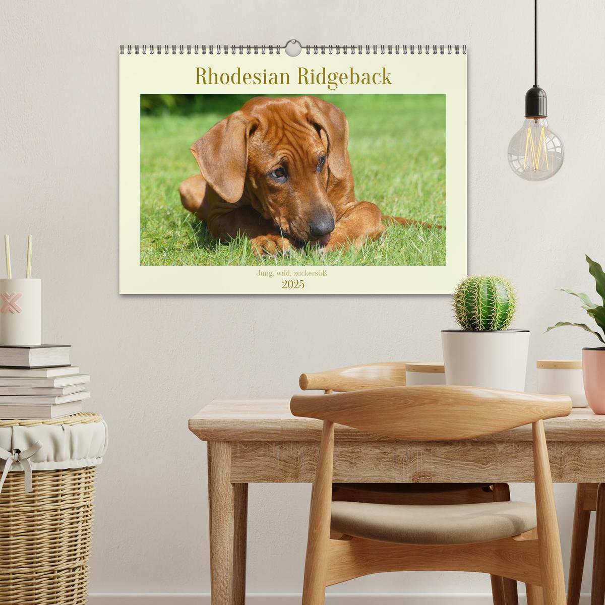 Bild: 9783383937415 | Rhodesian Ridgeback - Jung, wild, zuckersüß (Wandkalender 2025 DIN...