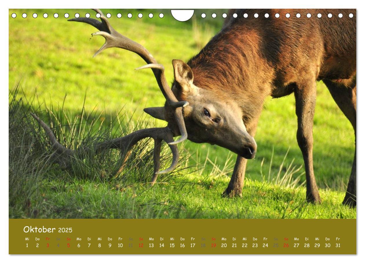 Bild: 9783435635030 | Begegnungen. DER HIRSCH (Wandkalender 2025 DIN A4 quer), CALVENDO...