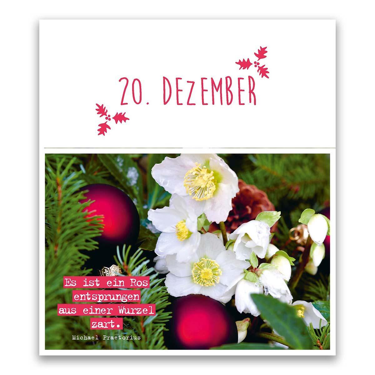 Bild: 9783746257617 | Aus einer Wurzel zart ... | Kalender | 25 S. | Deutsch | St. Benno