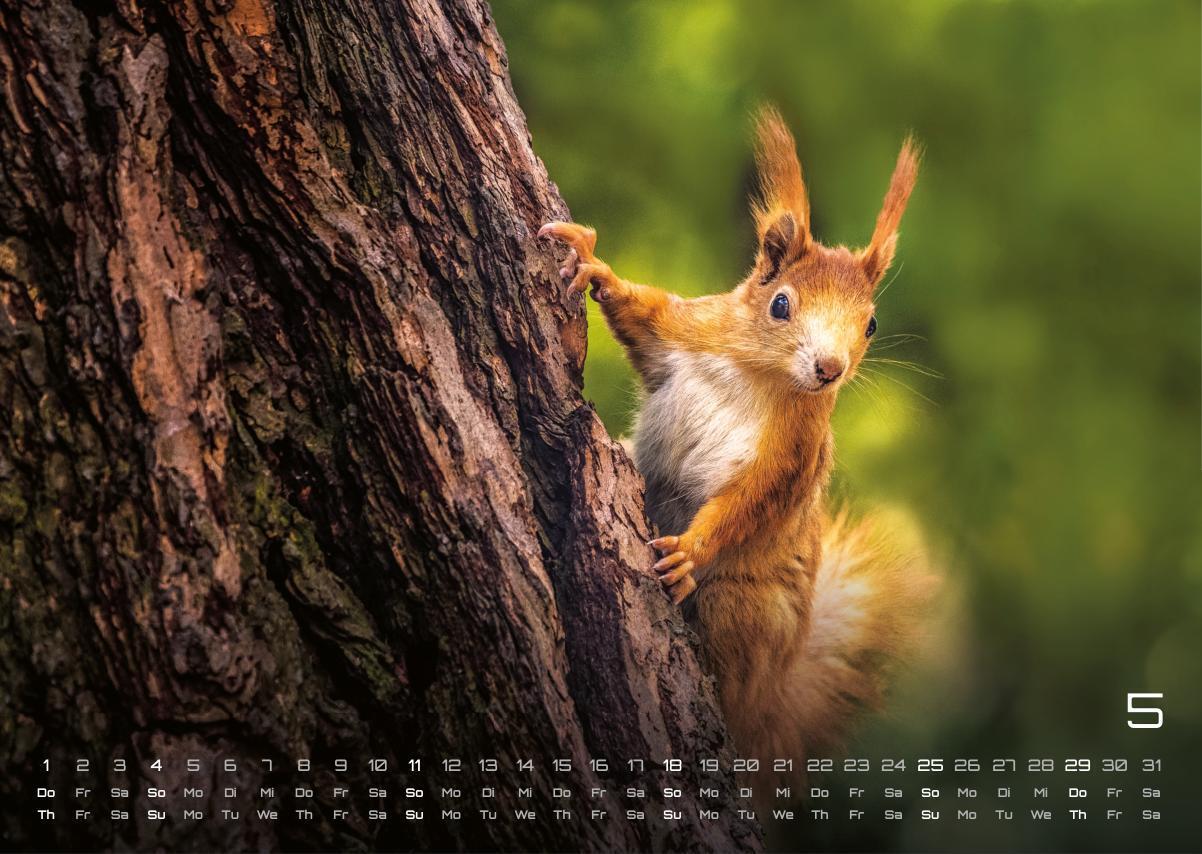 Bild: 9783986734442 | Waldtiere - Heimische Waldbewohner - Der Tierkalender - 2025 -...