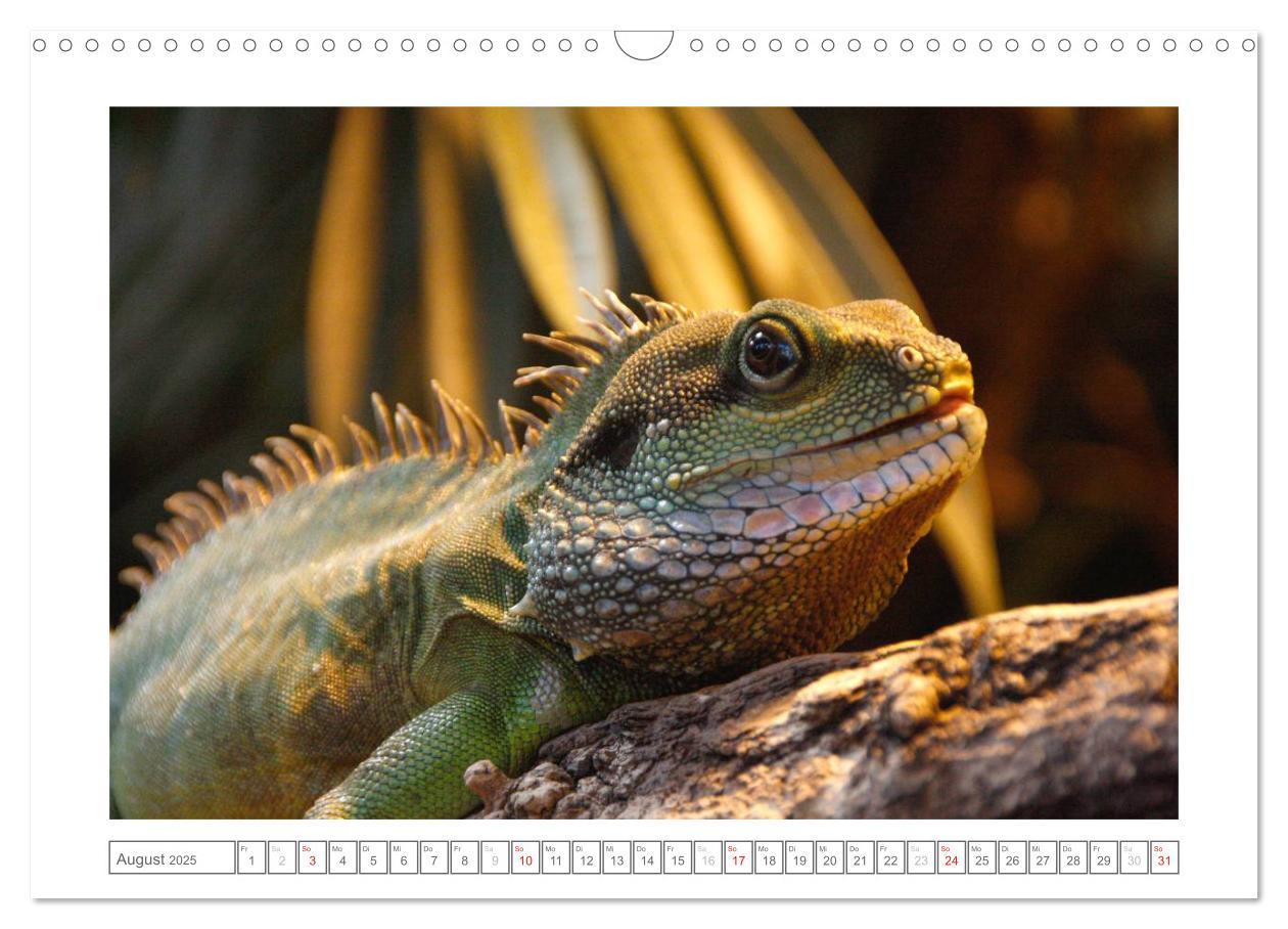 Bild: 9783435503193 | Tiere im Zoo (Wandkalender 2025 DIN A3 quer), CALVENDO Monatskalender