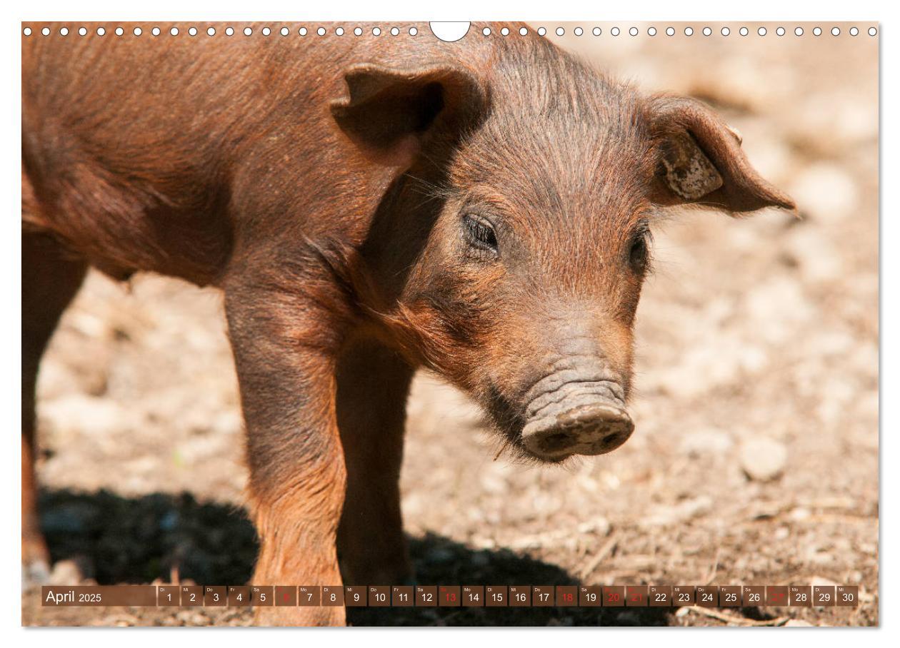 Bild: 9783435195817 | Glückliche Schweine Berkshire-Iberico Ferkel (Wandkalender 2025 DIN...