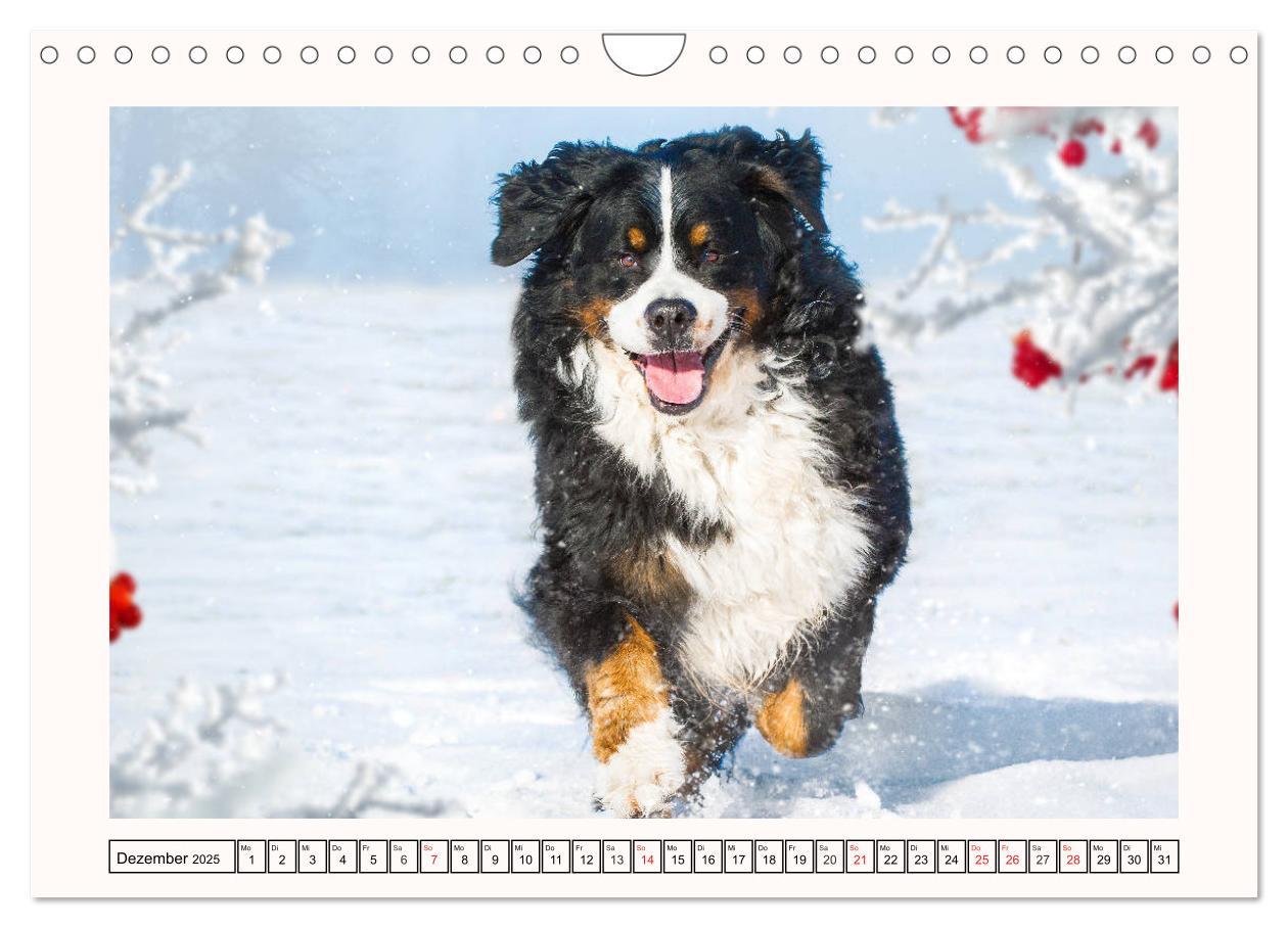 Bild: 9783435136001 | Berner Sennenhunde - Träumereien (Wandkalender 2025 DIN A4 quer),...