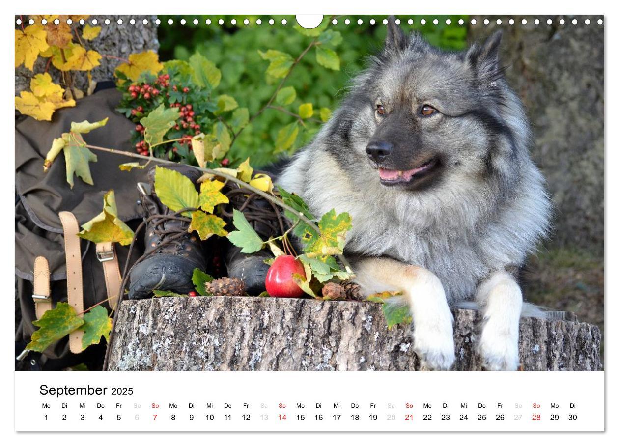 Bild: 9783435804962 | Der Wolfsspitz (Wandkalender 2025 DIN A3 quer), CALVENDO...