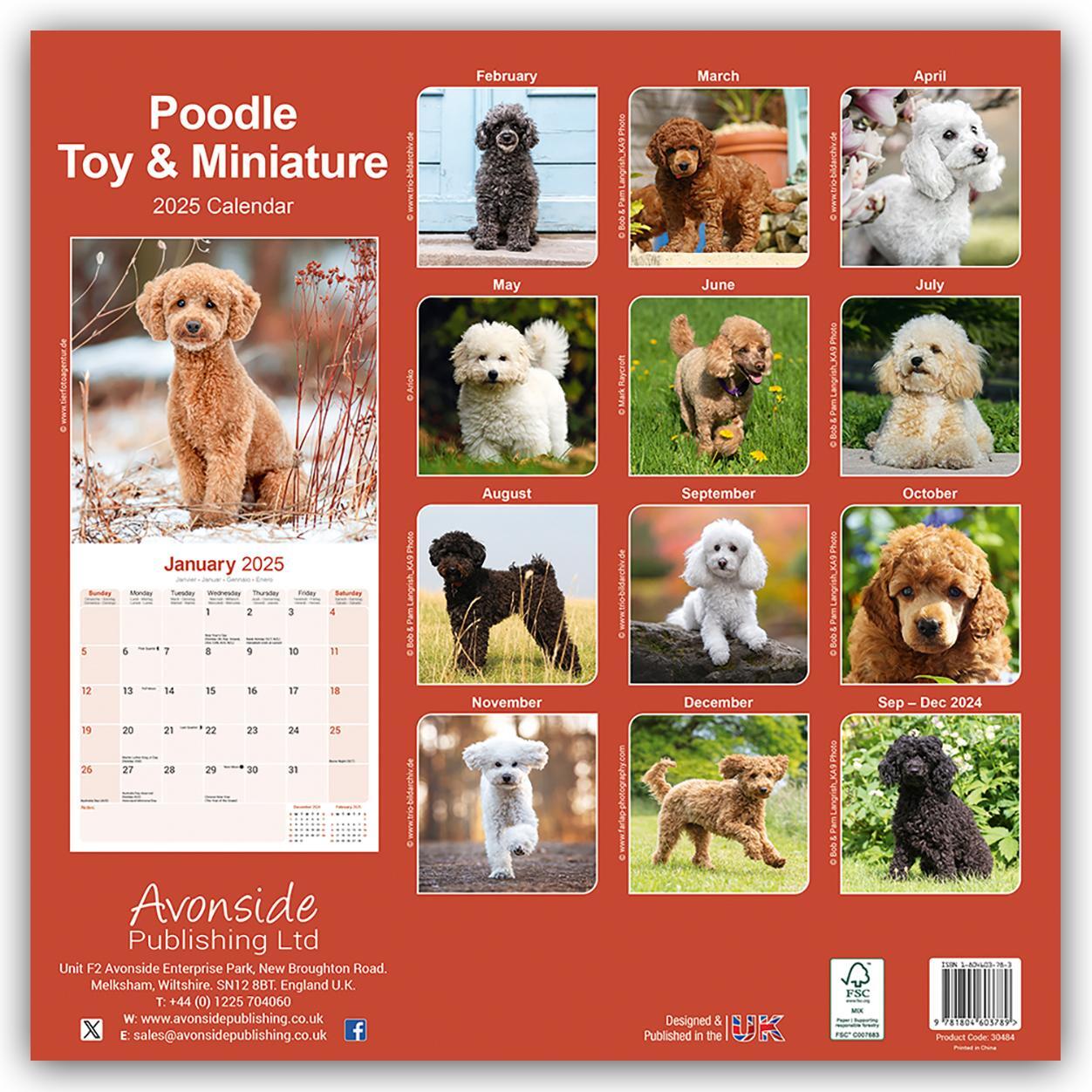 Rückseite: 9781804603789 | Toy and Miniature Poodle - Toypudel und Zwergpudel 2025 -...