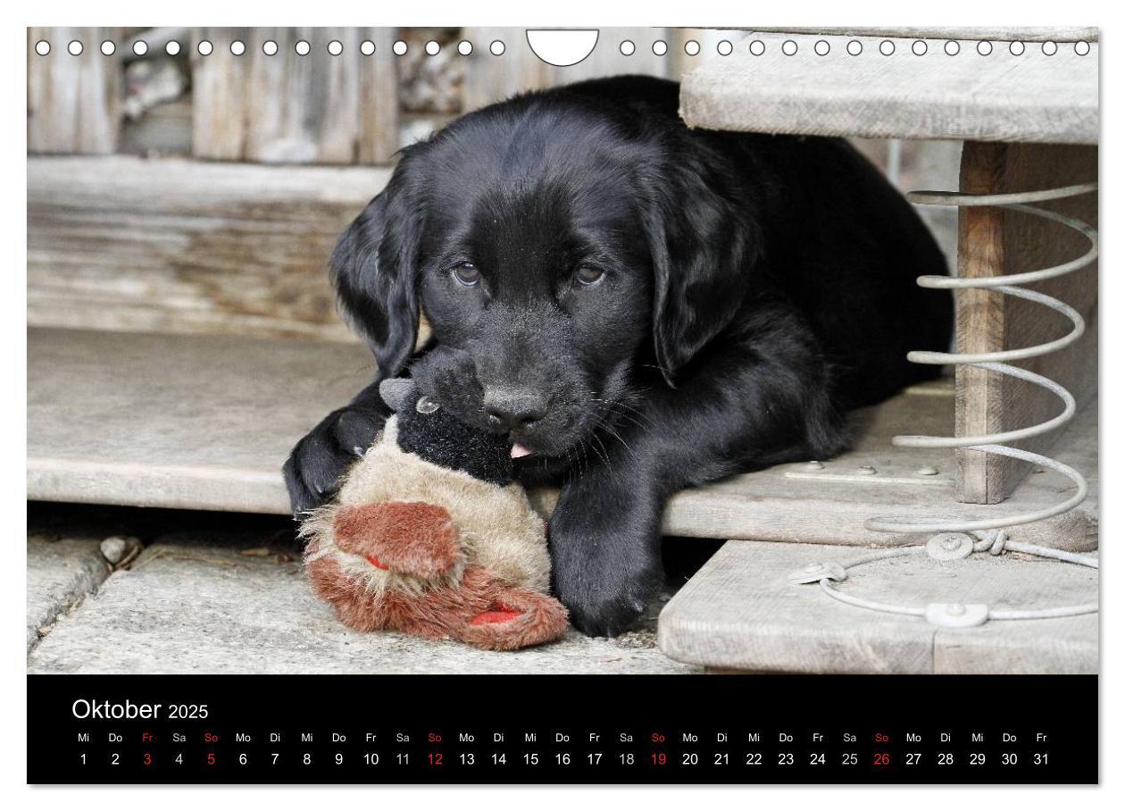 Bild: 9783435744367 | Flatcoated Retriever (Wandkalender 2025 DIN A4 quer), CALVENDO...