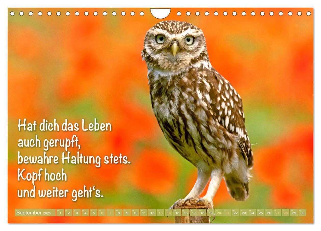 Bild: 9783457179482 | Die Eulen sind los: Edition lustige Tiere (Wandkalender 2025 DIN A4...