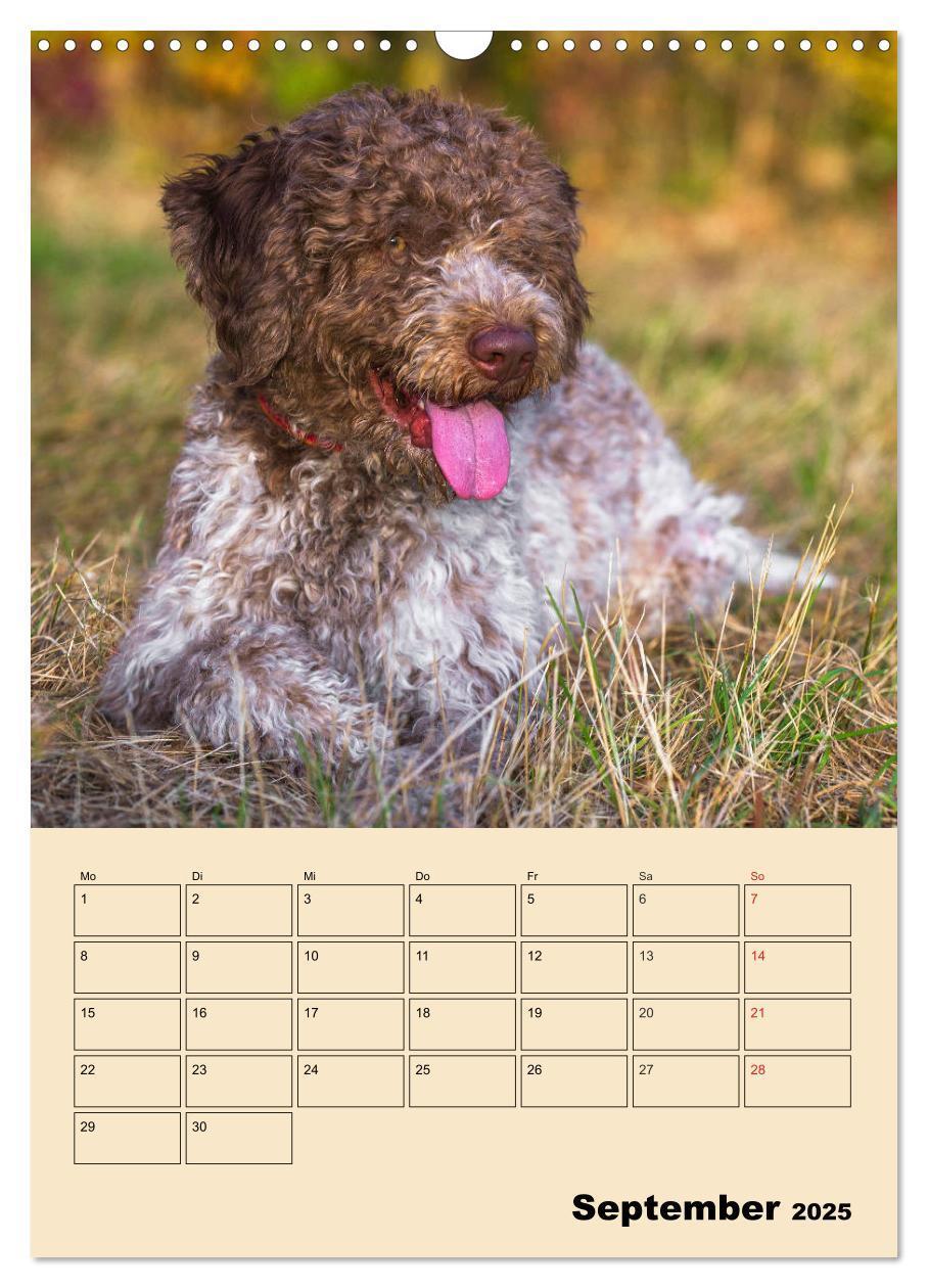 Bild: 9783435959013 | Jahresplaner Lagotto Romagnolo (Wandkalender 2025 DIN A3 hoch),...