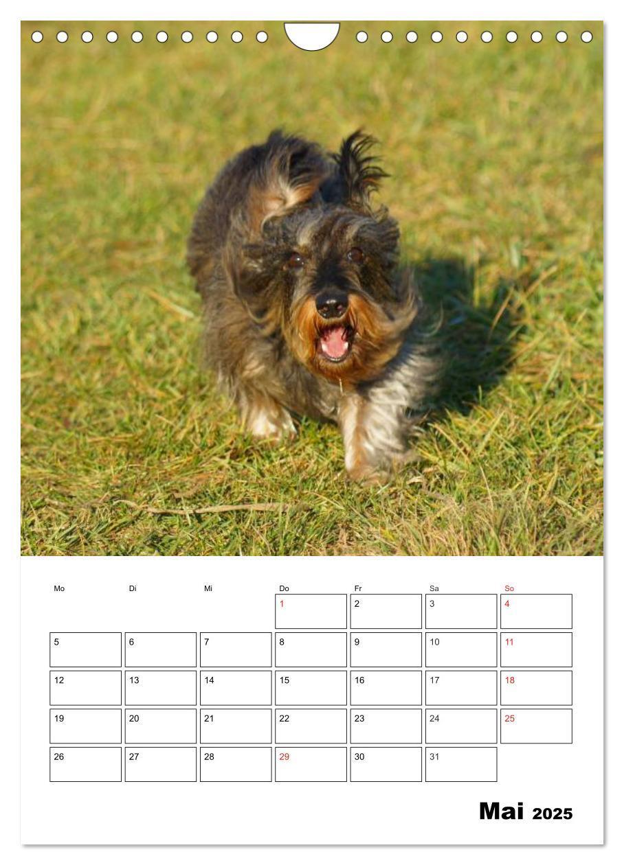 Bild: 9783457008522 | Liebenswerte Zwergrauhaardackel (Wandkalender 2025 DIN A4 hoch),...