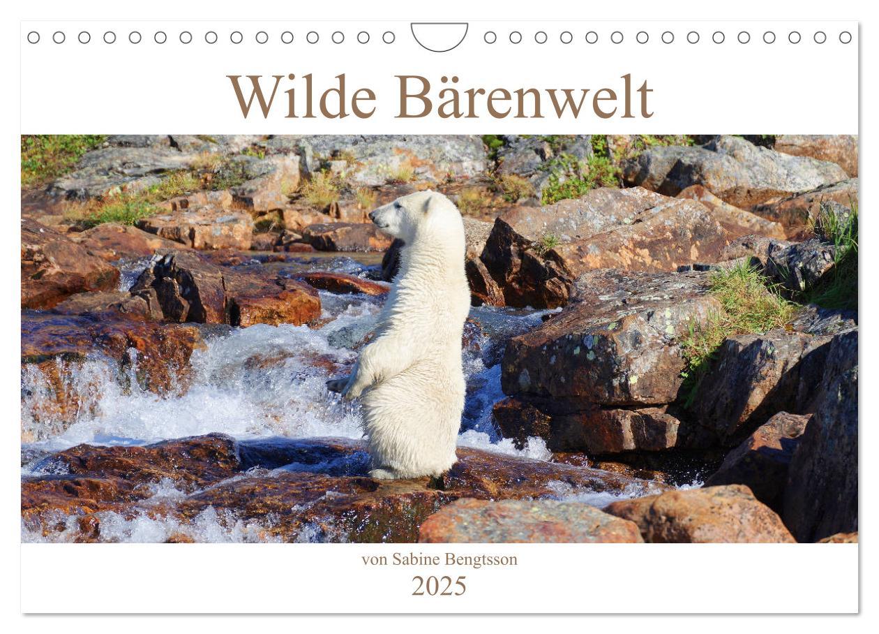 Cover: 9783383990687 | Wilde Bärenwelt (Wandkalender 2025 DIN A4 quer), CALVENDO...