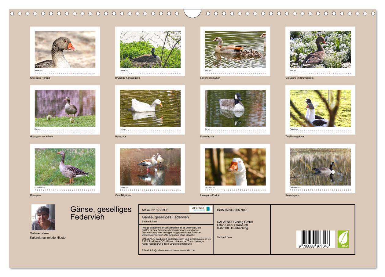 Bild: 9783383977046 | Gänse, geselliges Federvieh (Wandkalender 2025 DIN A3 quer),...