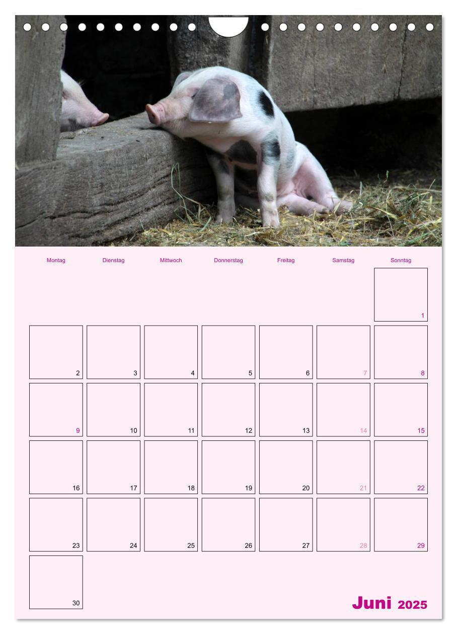 Bild: 9783457077214 | Schweinischer Terminplaner (Wandkalender 2025 DIN A4 hoch),...