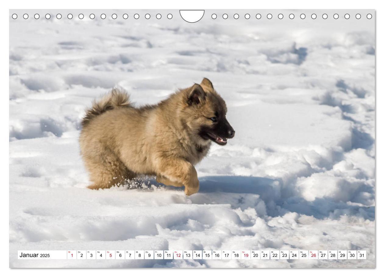 Bild: 9783435335909 | Eurasier, der Hund im Wolfspelz (Wandkalender 2025 DIN A4 quer),...