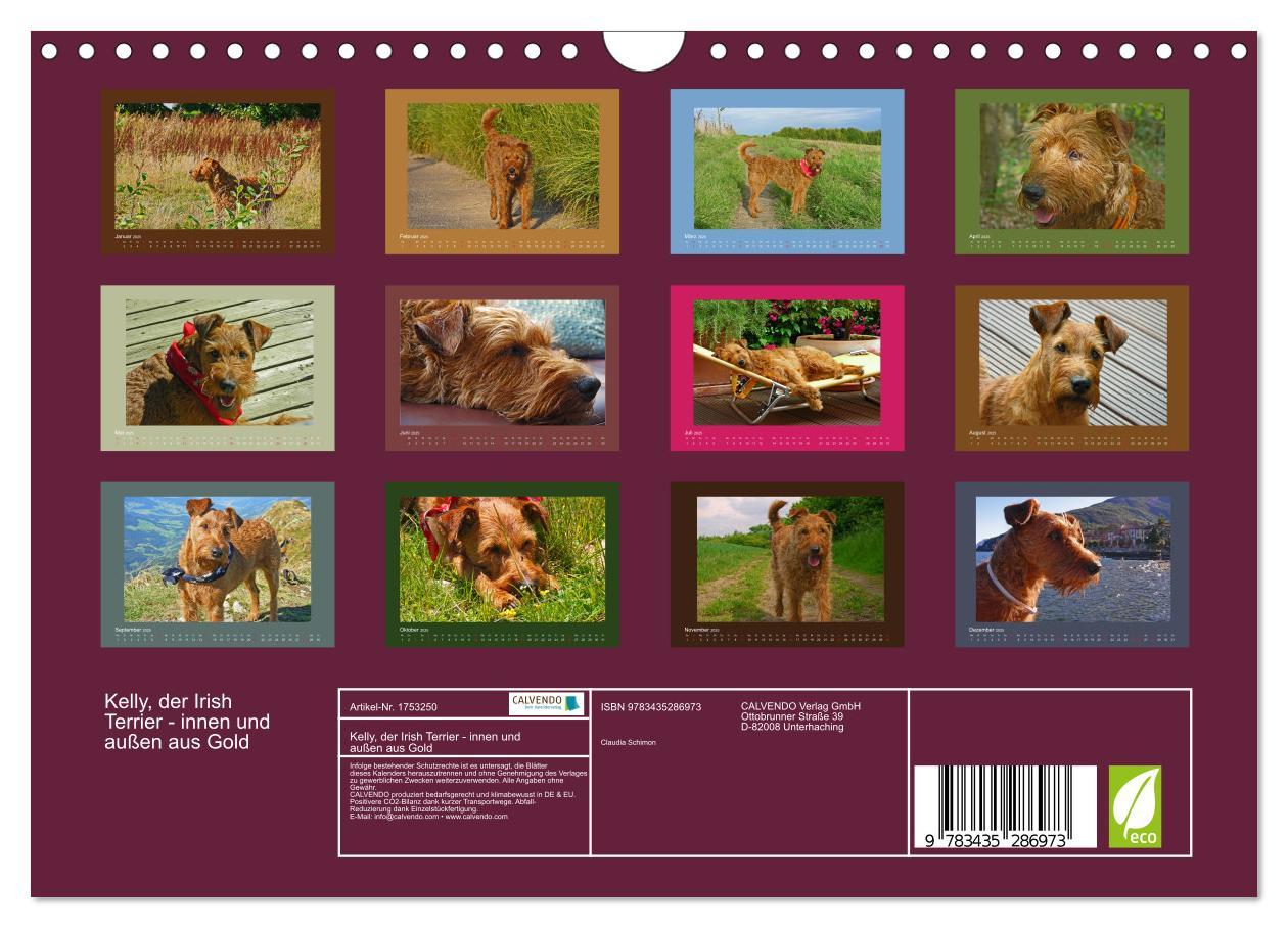 Bild: 9783435286973 | Kelly, der Irish Terrier - innen und außen aus Gold (Wandkalender...