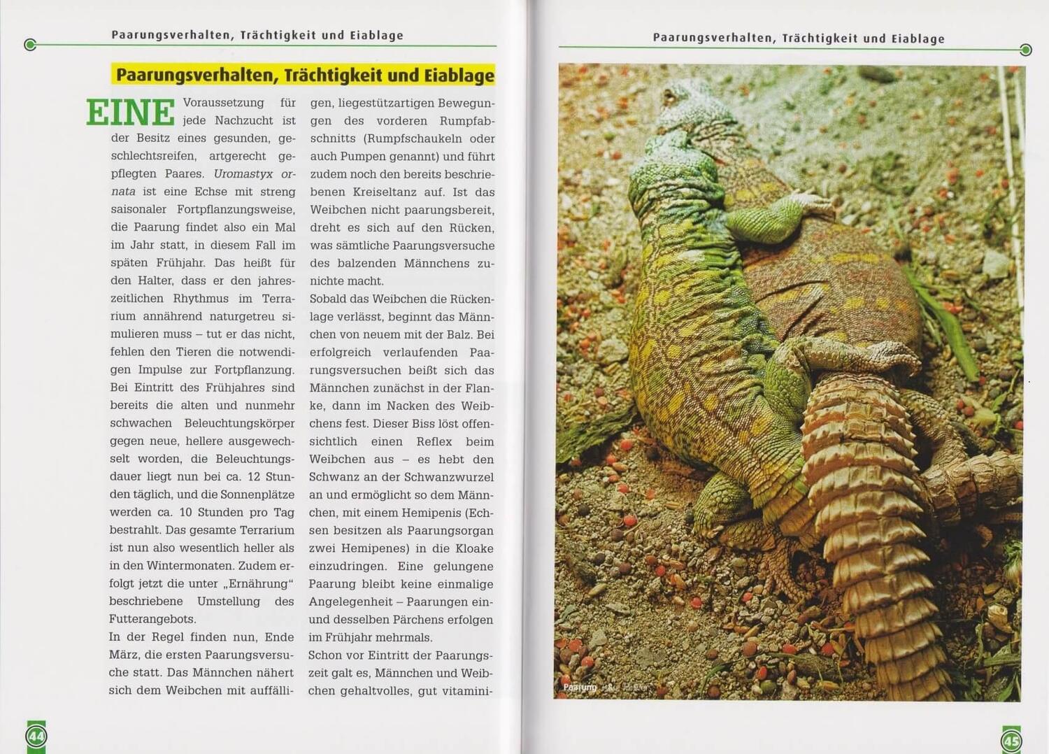 Bild: 9783866590335 | Die Bunte Dornschwanzagame | Uromastyx ornata | Michael Evers | Buch