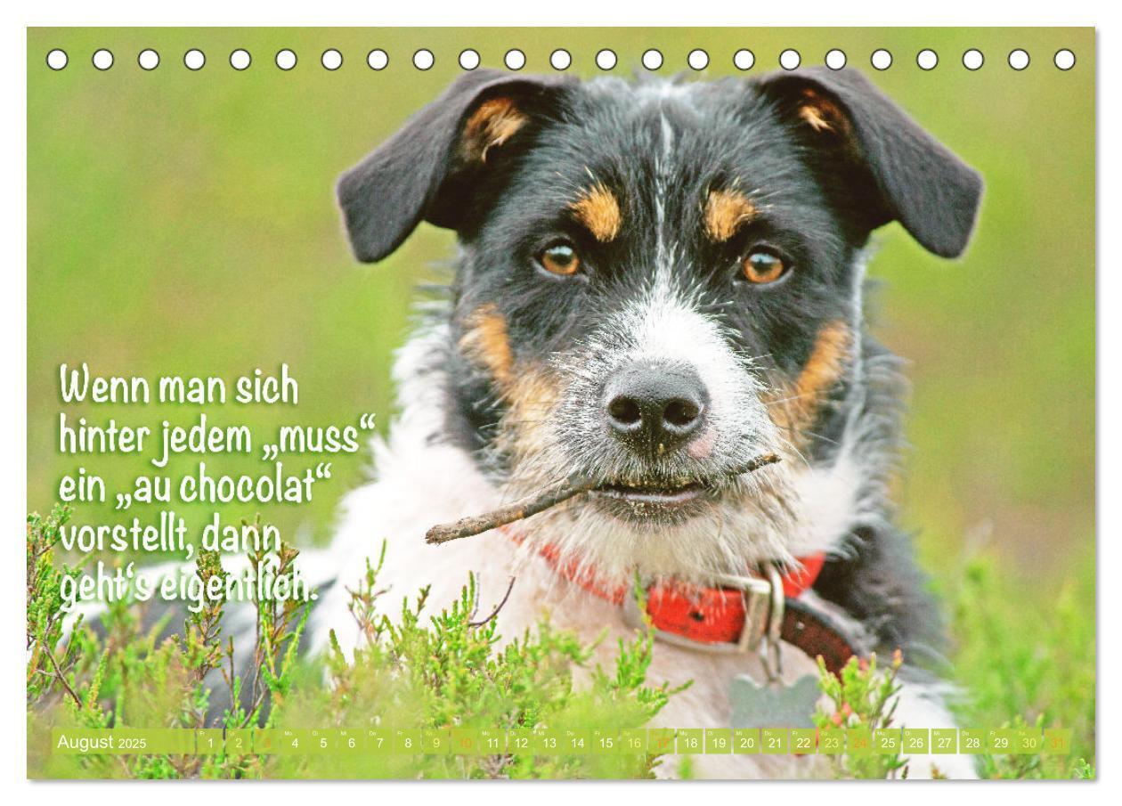 Bild: 9783457199855 | Jack Russell Terrier: flink und verspielt (Tischkalender 2025 DIN...