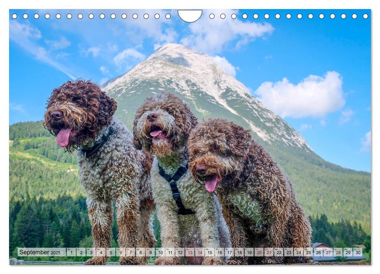 Bild: 9783435296095 | Lagotto Romagnolo in den Alpen 2025 (Wandkalender 2025 DIN A4...