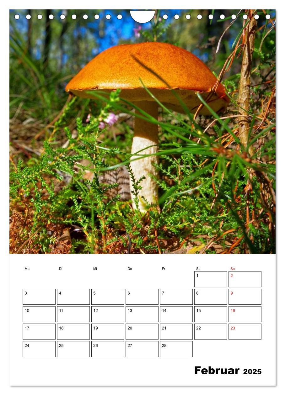 Bild: 9783457054857 | Heimische Waldpilze (Wandkalender 2025 DIN A4 hoch), CALVENDO...