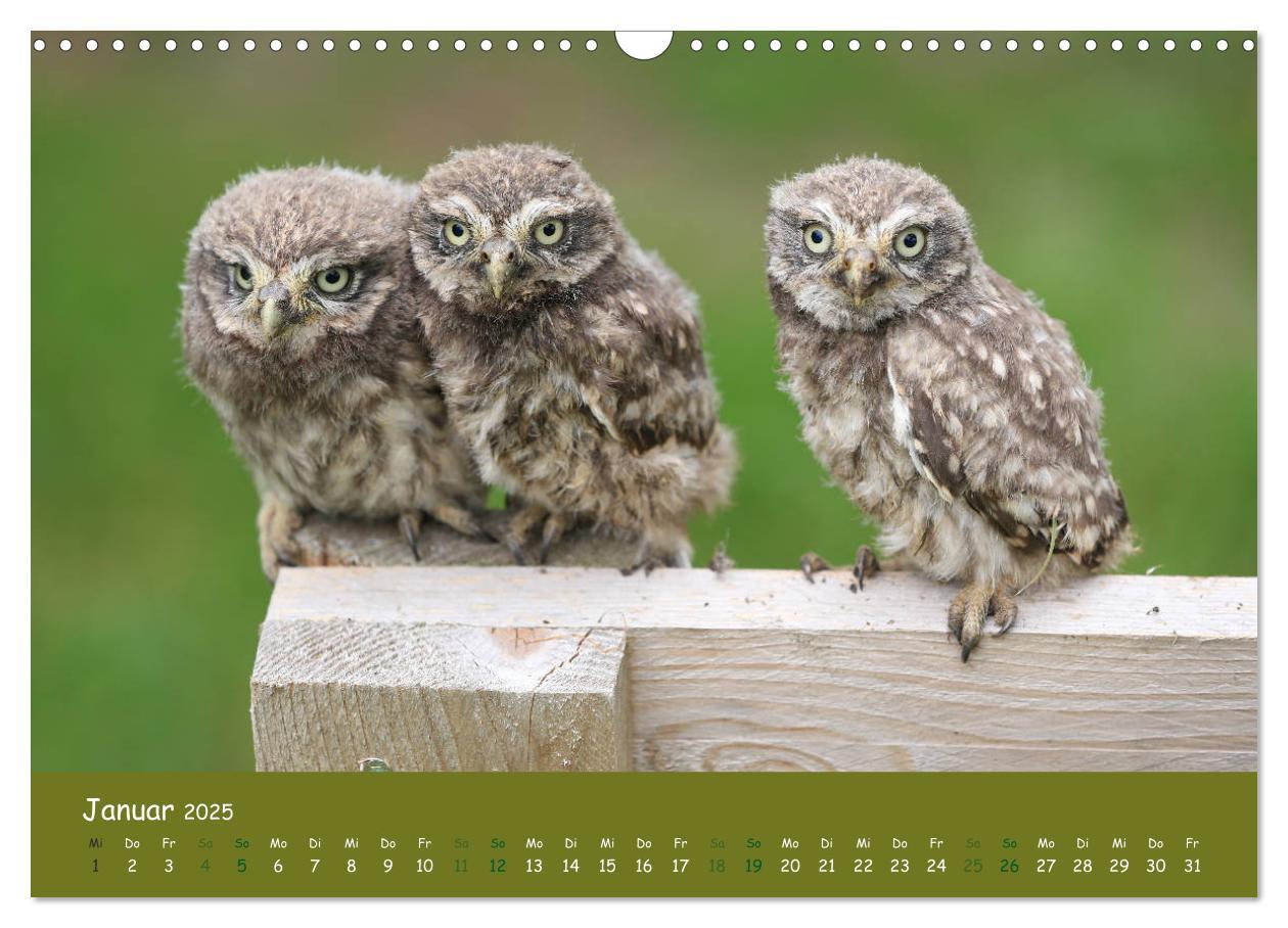 Bild: 9783435299843 | Steinkäuze (Athene noctua) (Wandkalender 2025 DIN A3 quer),...