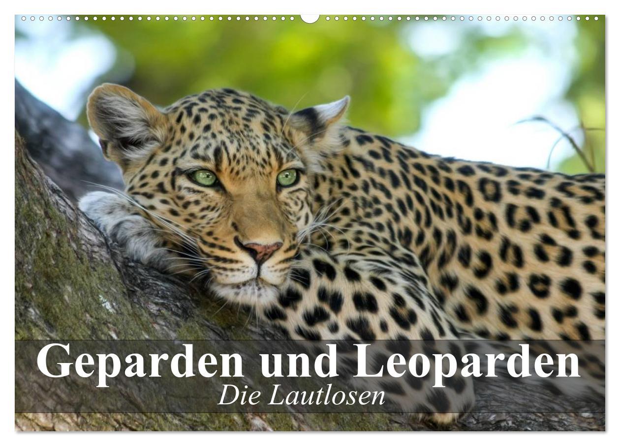 Cover: 9783435737727 | Die Lautlosen. Geparden und Leoparden (Wandkalender 2025 DIN A2...