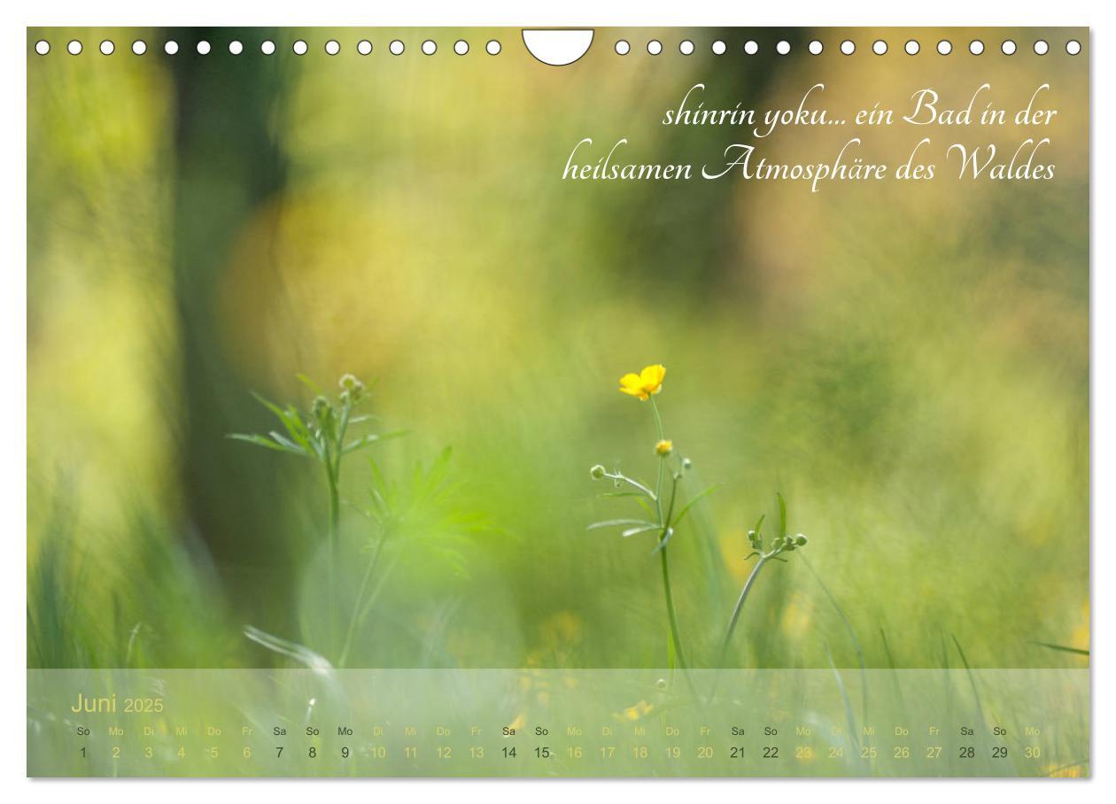 Bild: 9783435302376 | Shinrin yoku - Waldbaden 2025 (Wandkalender 2025 DIN A4 quer),...