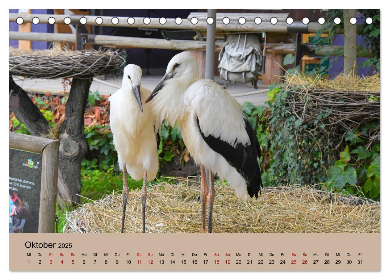 Bild: 9783435019038 | Der Storchenkalender (Tischkalender 2025 DIN A5 quer), CALVENDO...