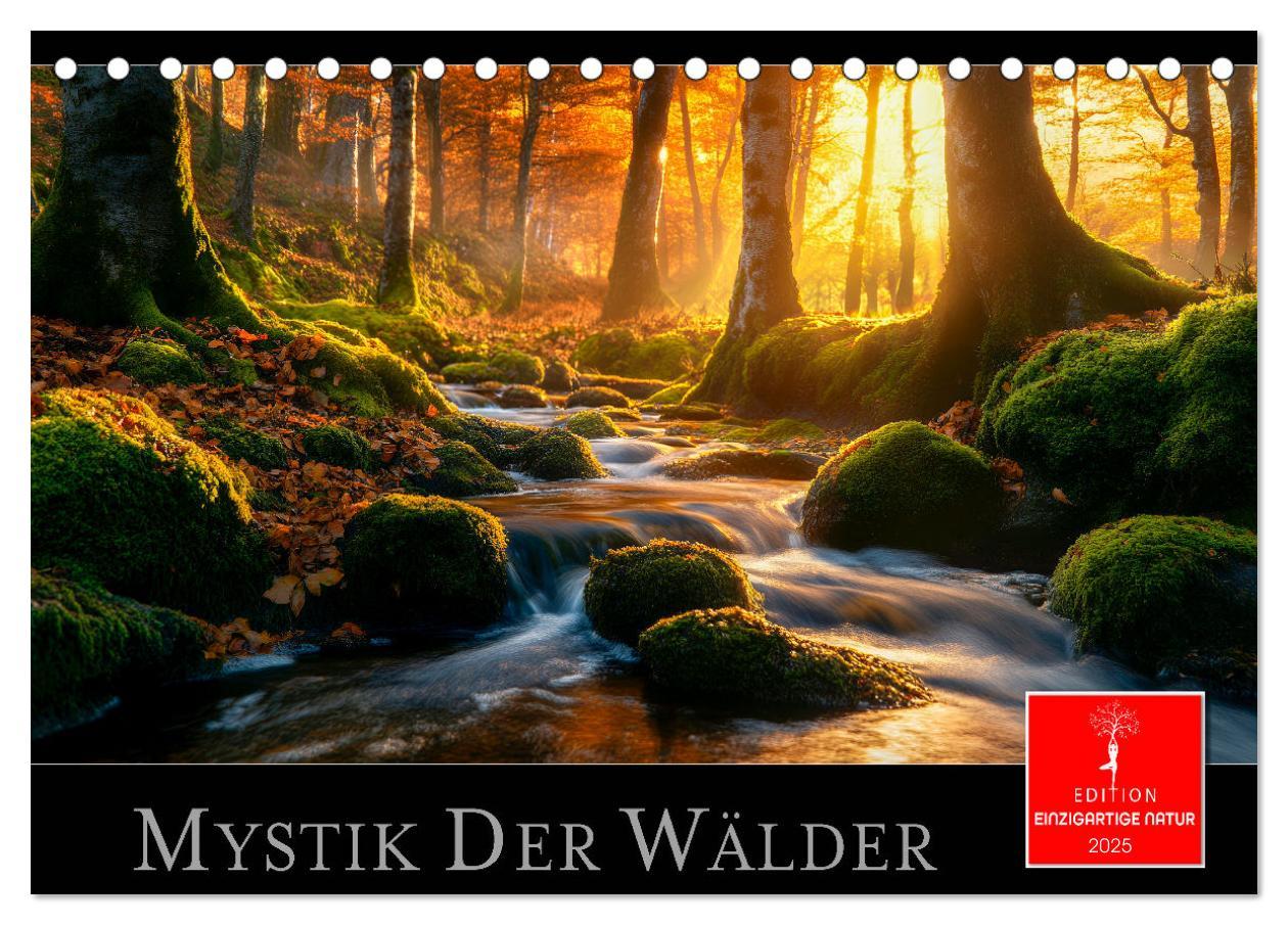 Cover: 9783457224809 | Mystik der Wälder (Tischkalender 2025 DIN A5 quer), CALVENDO...