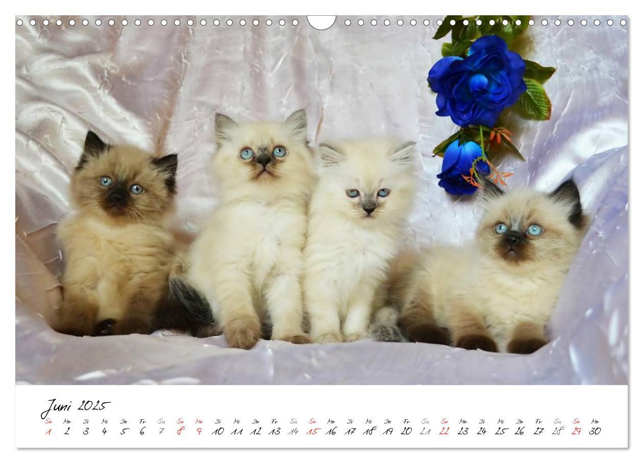 Bild: 9783435606207 | Katzenparade (Wandkalender 2025 DIN A3 quer), CALVENDO Monatskalender