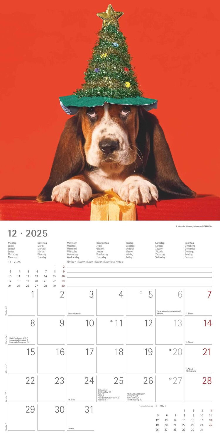 Bild: 4251732340810 | Funny Dogs 2025 - Broschürenkalender 30x30 cm (30x60 geöffnet) -...